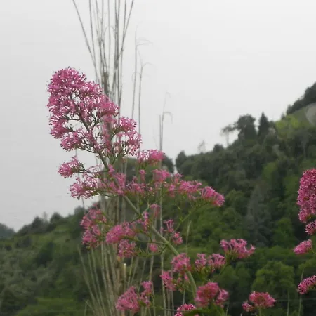 Ca Gialla De Drignana